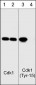 Anti-Cdk1 (N-terminal region) Antibody